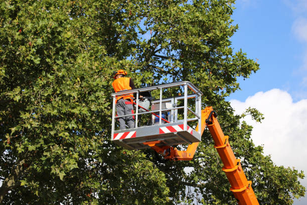 Best Stump Grinding and Removal  in Dry Ridge, OH